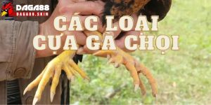 Các Loại Cựa Gà Chọi