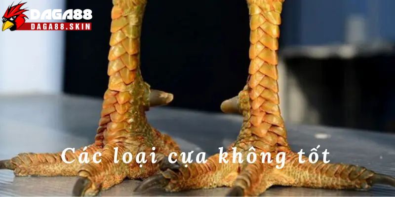 Những dòng gà sở hữu loại cựa không nên nuôi