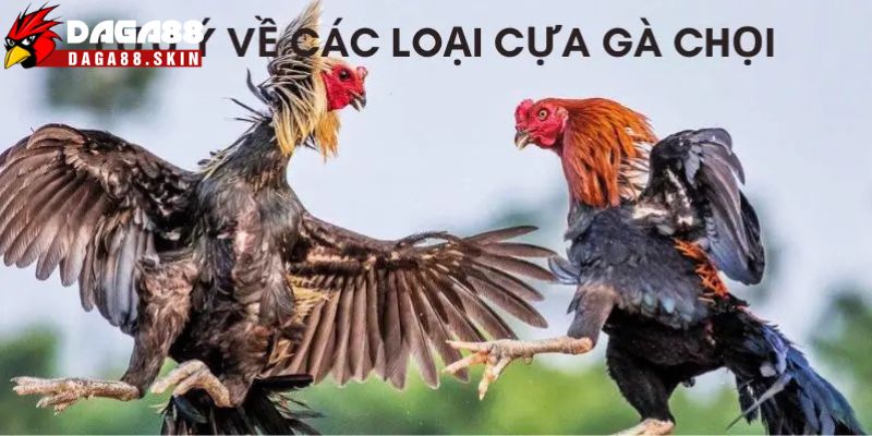 Lưu ý khi chọn các loại cựa gà chọi