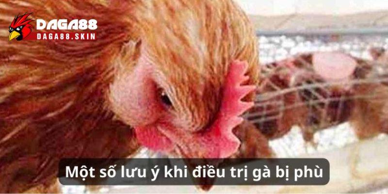 Lưu ý khi chữa bệnh gà bị phù