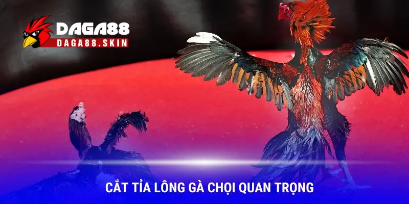 Lý do vì sao cần cắt tỉa lông gà chọi