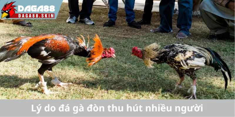 Lý do đá gà đòn là sự lựa chọn giải trí hấp dẫn