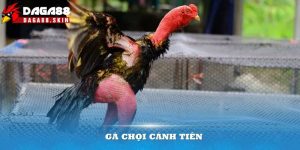 Gà chọi cánh tiên