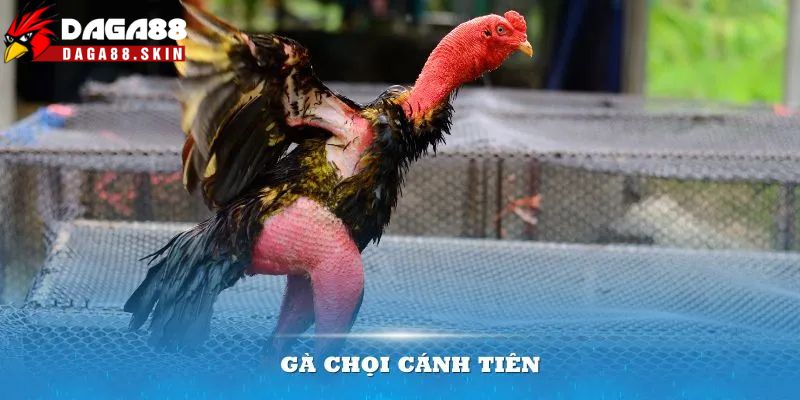 Gà chọi cánh tiên là gì?