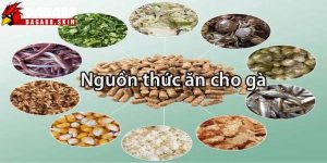 thức ăn cho chiến kê