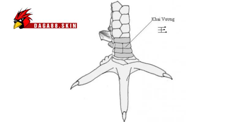 Hướng dẫn chọn chiến kê có vảy khai vương