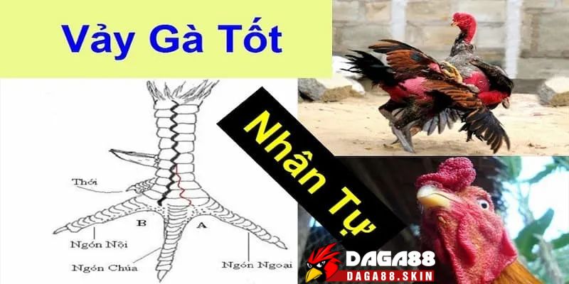 Vảy gà nội hoa đăng là gì