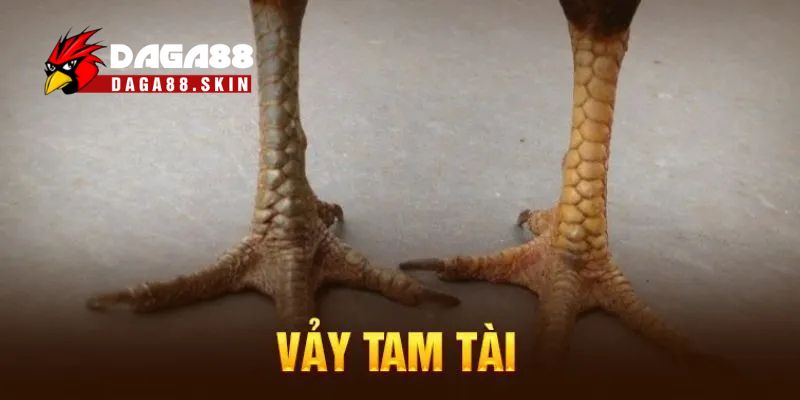 Vảy gà tam tài là gì?