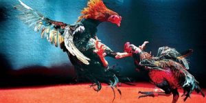 Đá Gà Thomo – Luật Chơi Và Loại Hình Thi Đấu Tại Daga88