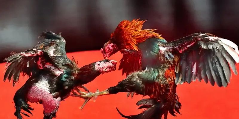 Các quy định xác định kết quả trong đá gà Thomo