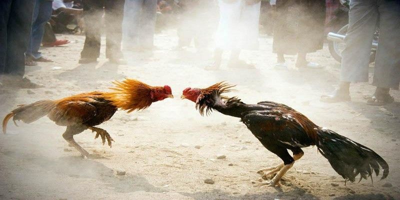 Luật đá gà miền Bắc nền tảng cuộc chơi công bằng
