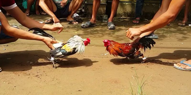 Học cách giao tiếp qua các ký hiệu mà sư kê sử dụng