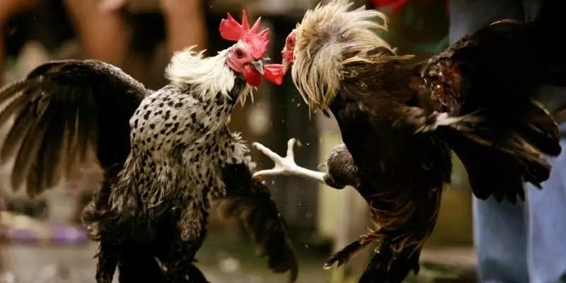 Từ ngữ chuyên nghiệp liên quan đến thi đấu