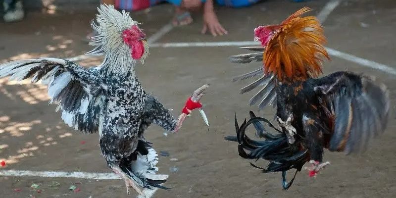 Lý do khách hàng nên trang bị thuật ngữ đá gà khi chơi